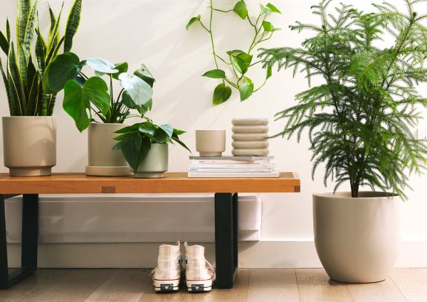 非對稱植物美學：高壓客廳的療癒防禦