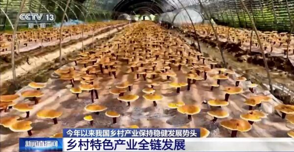 视频丨今年以来我国乡村产业保持稳健发展势头